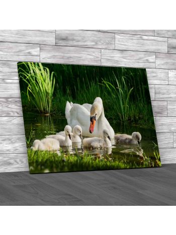 Swan And Its Babies Canvas Print Large Picture Wall Art