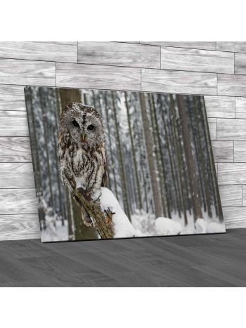 Tawny Owl Canvas Print Large Picture Wall Art