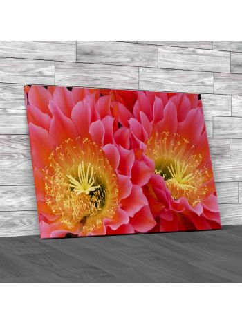 Flying Saucer Cactus In Bloom Canvas Print Large Picture Wall Art