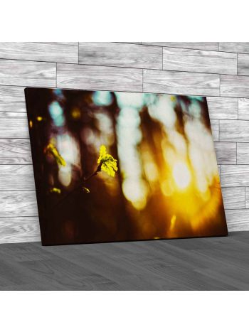 The Spring Summer Forest Canvas Print Large Picture Wall Art