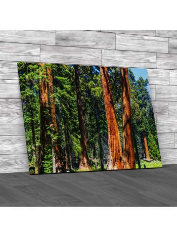 Giant Sequoia Trees California Canvas Print Large Picture Wall Art
