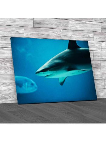 Reef Shark And Fish Canvas Print Large Picture Wall Art